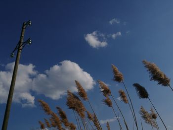 Low angle view of tree against sky