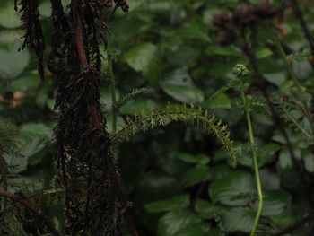 Close-up of pine tree