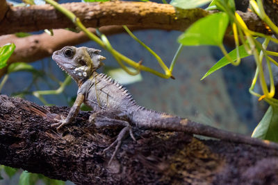 Side view of a reptile on branch