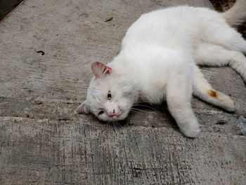 High angle view of cat resting on floor