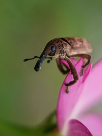 Close-up of insect on pink flower