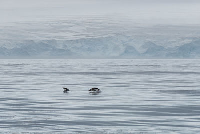 View of ducks swimming in lake during winter