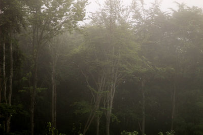 Scenic view of forest