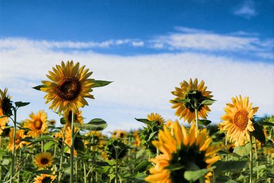 Close-up of sunflower blooming in field