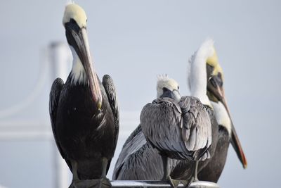 Close-up of birds