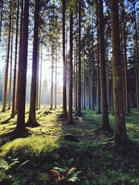 Trees in forest, where light meets dark. fifty fifty light dark