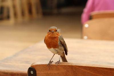 Close-up of parrot perching on wood