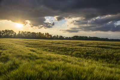 Scenic view of field against sky during sunset