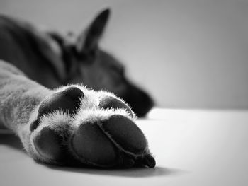 Close-up of dog lying down on floor