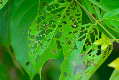 Close-up of plant leaves