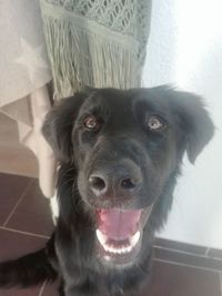 Close-up portrait of dog at home