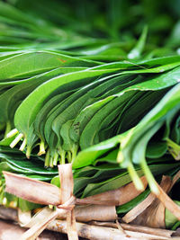 Close-up of plant