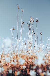 Close-up of flowering plants against clear sky