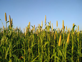 Close-up of corn field against clear sky