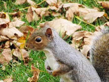 Close-up of squirrel on leaves