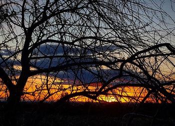 Silhouette of trees at sunset