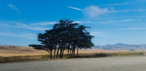 Trees on field by road against sky