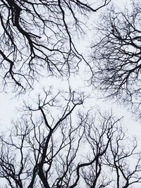 Low angle view of bare trees against sky