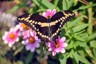 Close-up of butterfly pollinating on pink flower