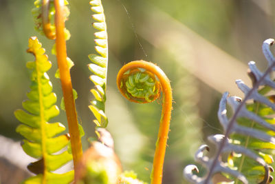 Close-up of green leaf