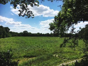 Scenic view of field against sky