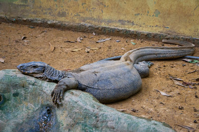 Close-up of lizard