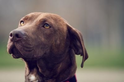 Close-up of dog