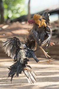 Close-up side view of birds fight