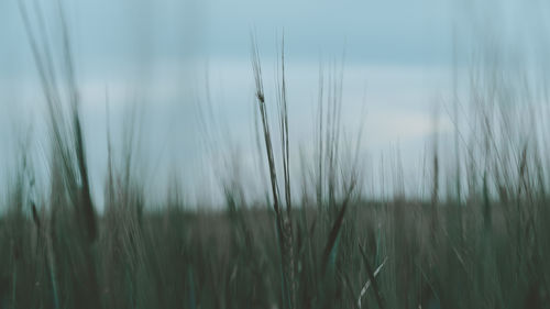 Close-up of crops growing on field