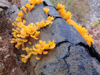 Close-up of yellow flowering plant growing on rock