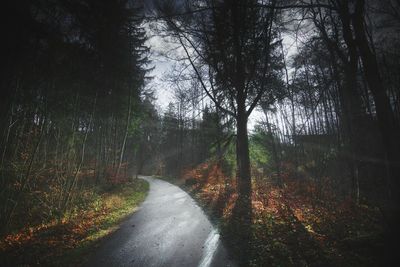 Road passing through forest