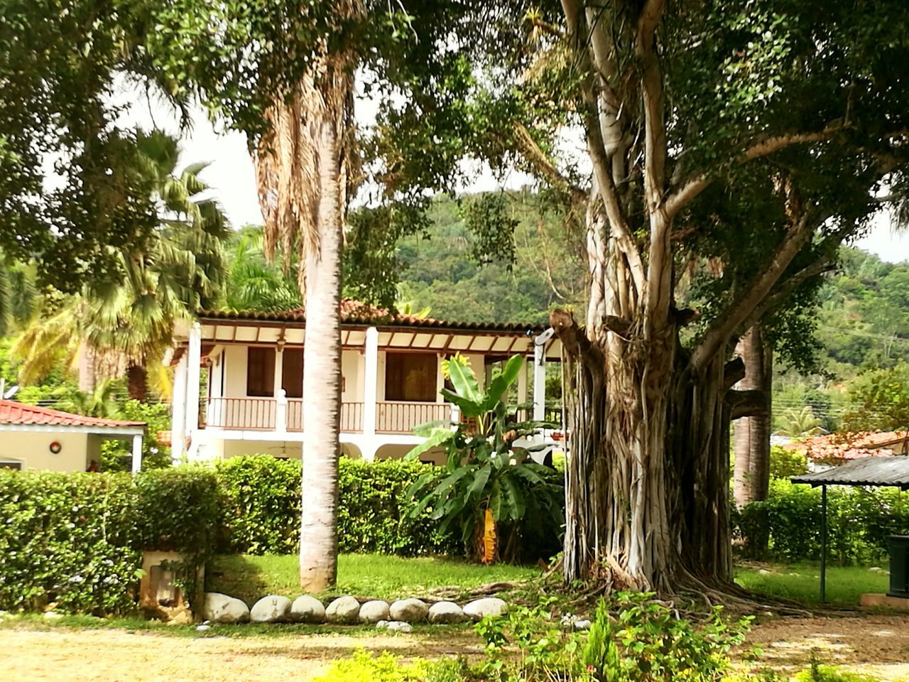 tree, architecture, green color, palm tree, outdoors, building exterior, ornamental garden, day, nature, no people