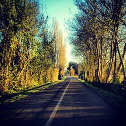 Country road along trees