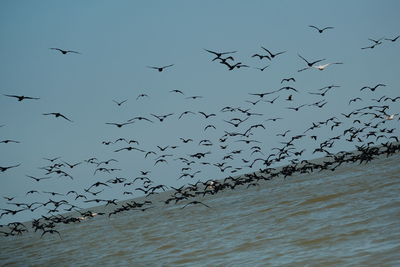 Flock of birds flying over sea