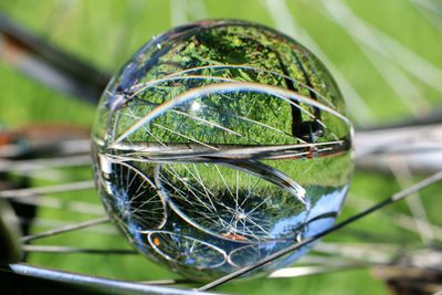 Close-up of plant in water