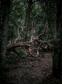 Trees in forest