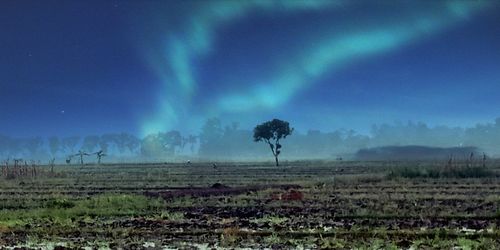 Panoramic view of trees on field against sky