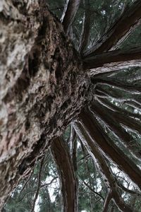 Low angle view of tree trunk