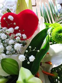 Close-up of red flowers