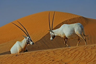 Camels on sand against clear sky