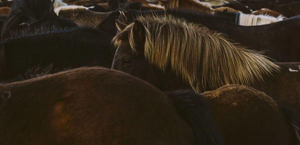 Close-up of two horses