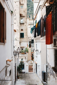 Potted plants hanging on alley amidst buildings