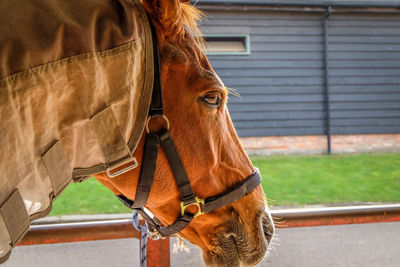 Close-up of horse