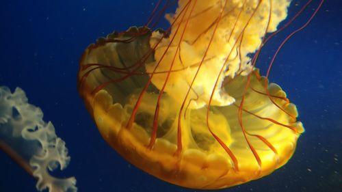 Close-up of yellow fish swimming in aquarium