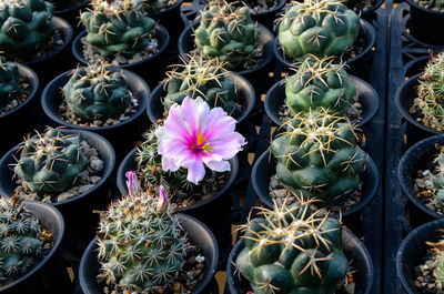 High angle view of potted plants for sale