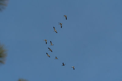 Low angle view of birds flying in sky