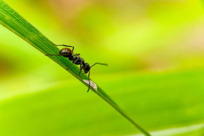 Close-up of insect on leaf