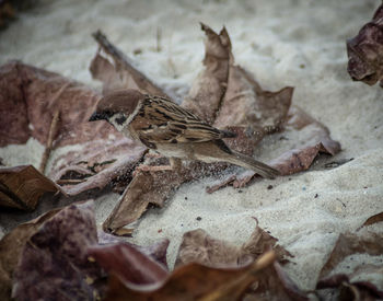 Close-up of a bird on dry leaves