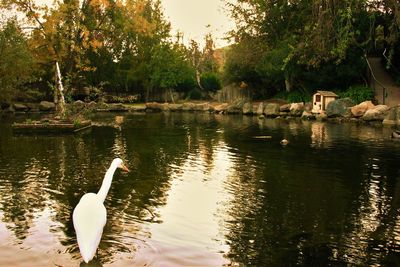 Swan swimming in lake