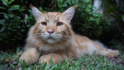 Portrait of cat lying on field